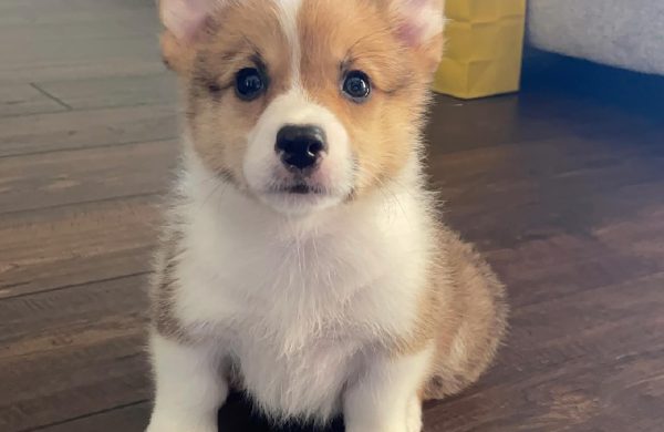 Coco