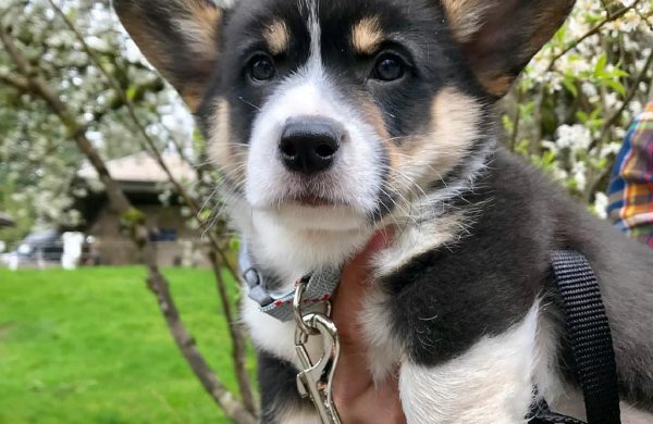 Odie