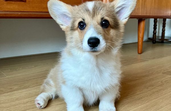 Rosie