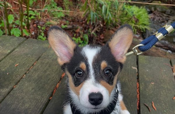 Milo