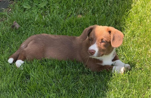 Penny