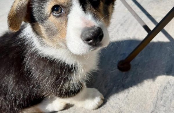 Bella
