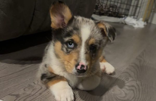 Tucker